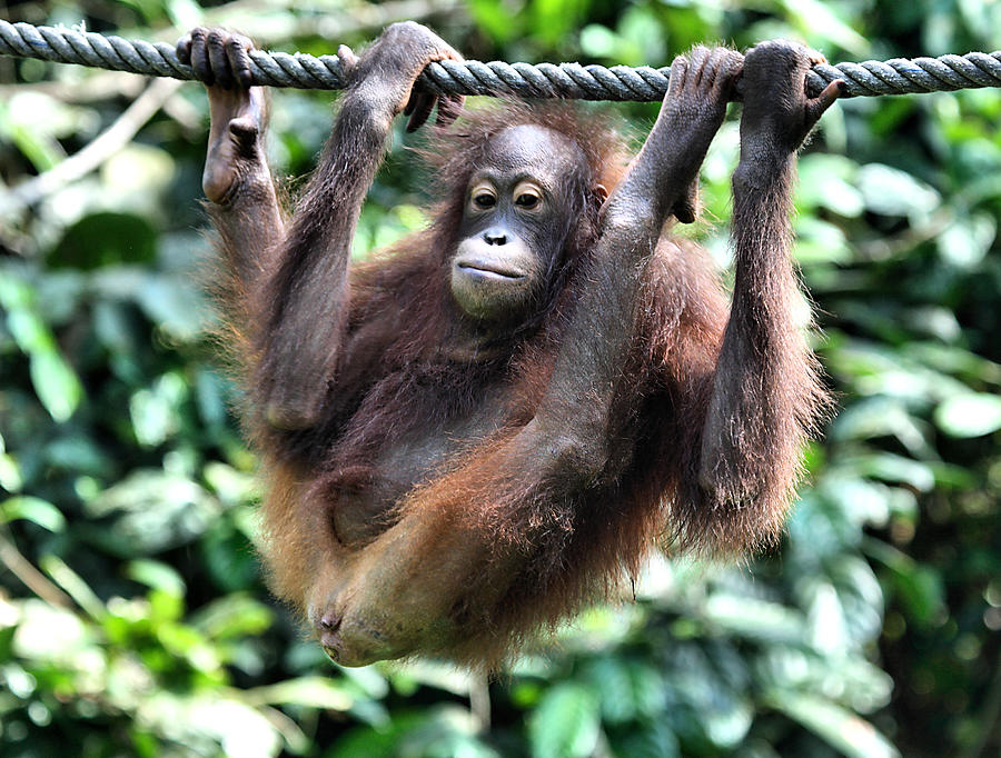  Juvenile Orangutan  Borneo Photograph by Carole Anne Fooks