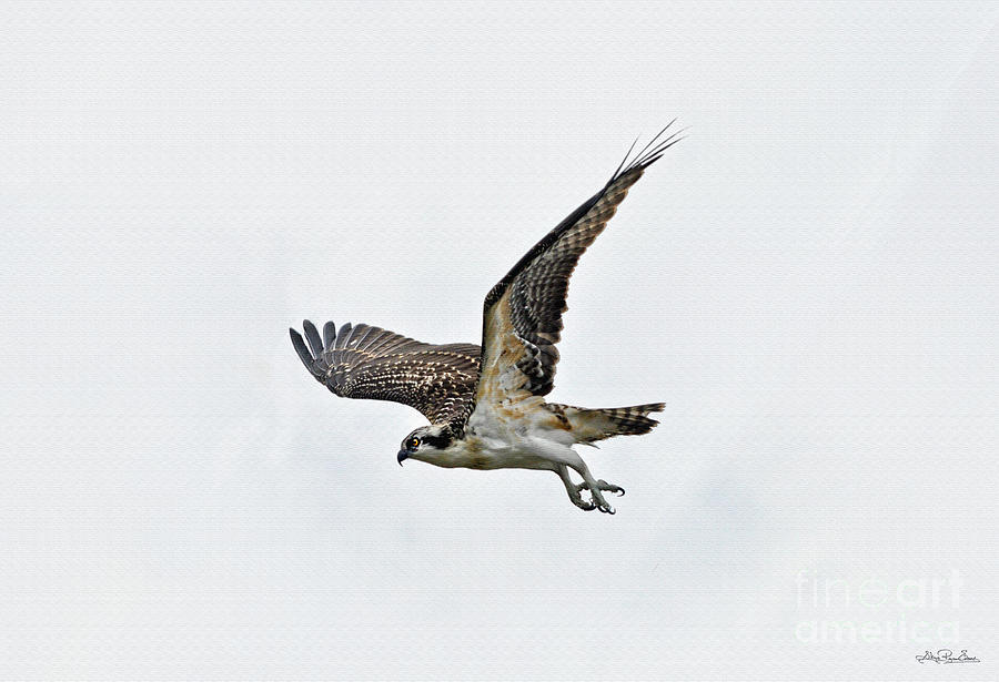 osprey hunting