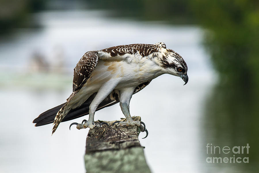 juvenile osprey pictures