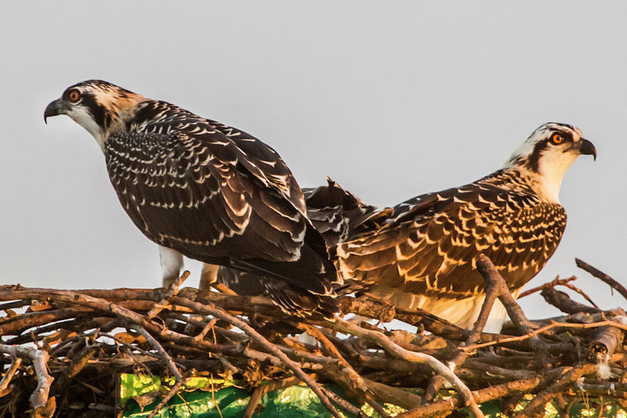 juvenile osprey pictures