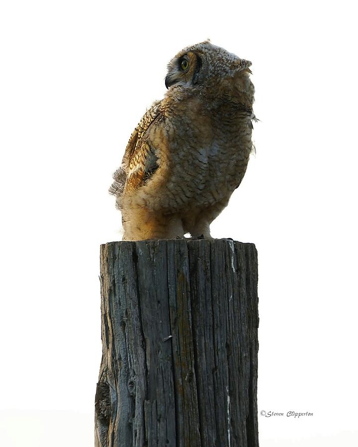 Juvenile Owl 2 Photograph by Steven Clipperton