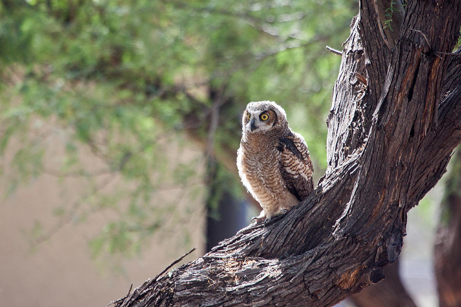 Juvenile Owl Photograph by Ronnie Prcin