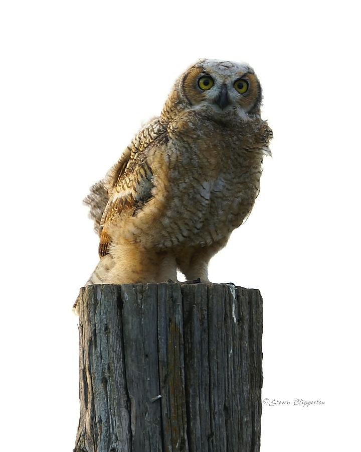 Juvenile Owl Photograph by Steven Clipperton