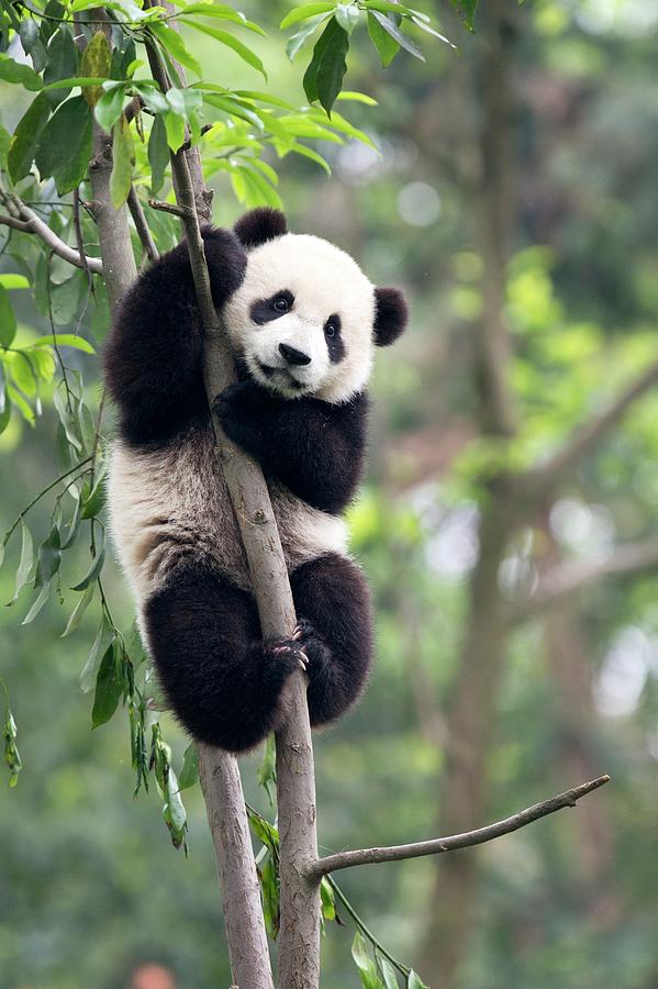 Cute panda bear climbing in tree Wall Mural