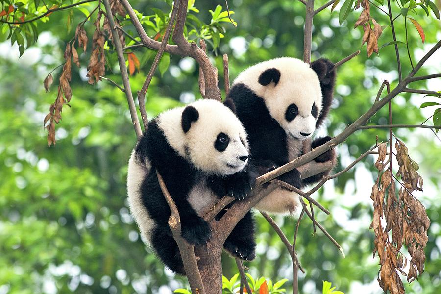 Juvenile Pandas In A Tree Photograph by Tony Camacho - Pixels