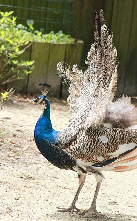Juvenile Peacock Photograph by Jeanne Juhos