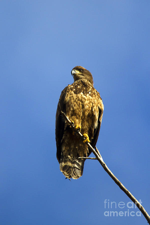 Eagle Photograph - Juvenile Perch by Michael Dawson