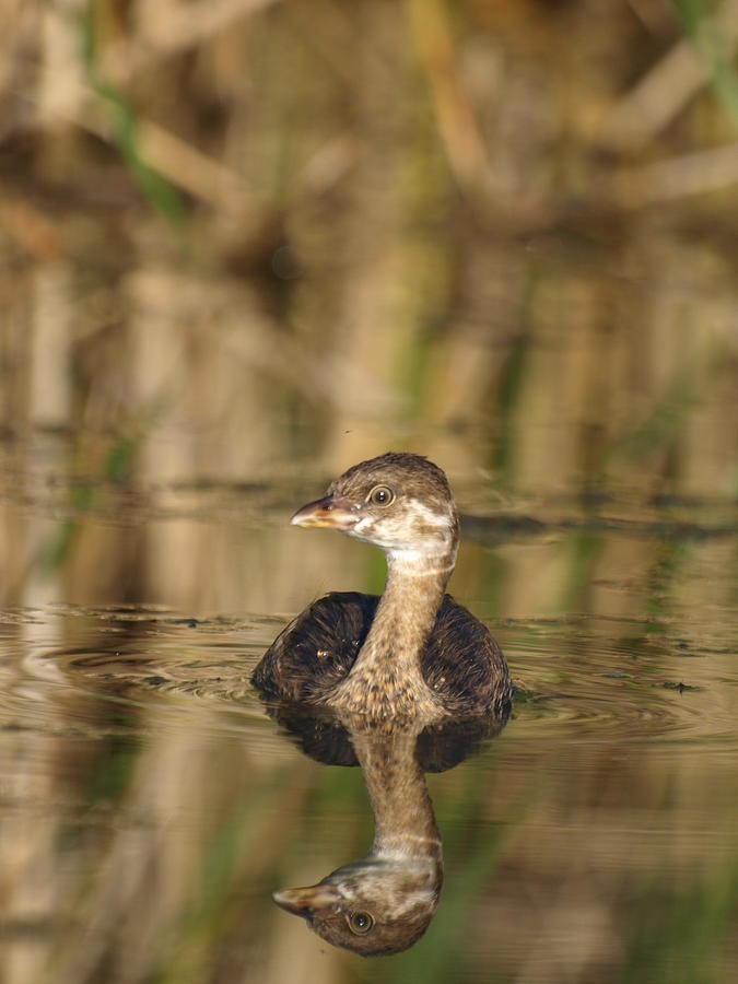 Juvenile Pied-Billed Grebe Photograph by James Peterson