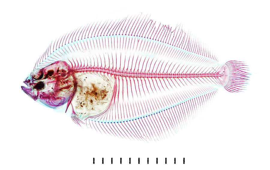 Fish Photograph - Juvenile Pleuronectid Flatfish by Natural History Museum, London