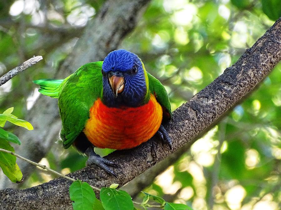 Juvenile Rainbow Lorikeet Photograph by Dani Katz - Fine Art America