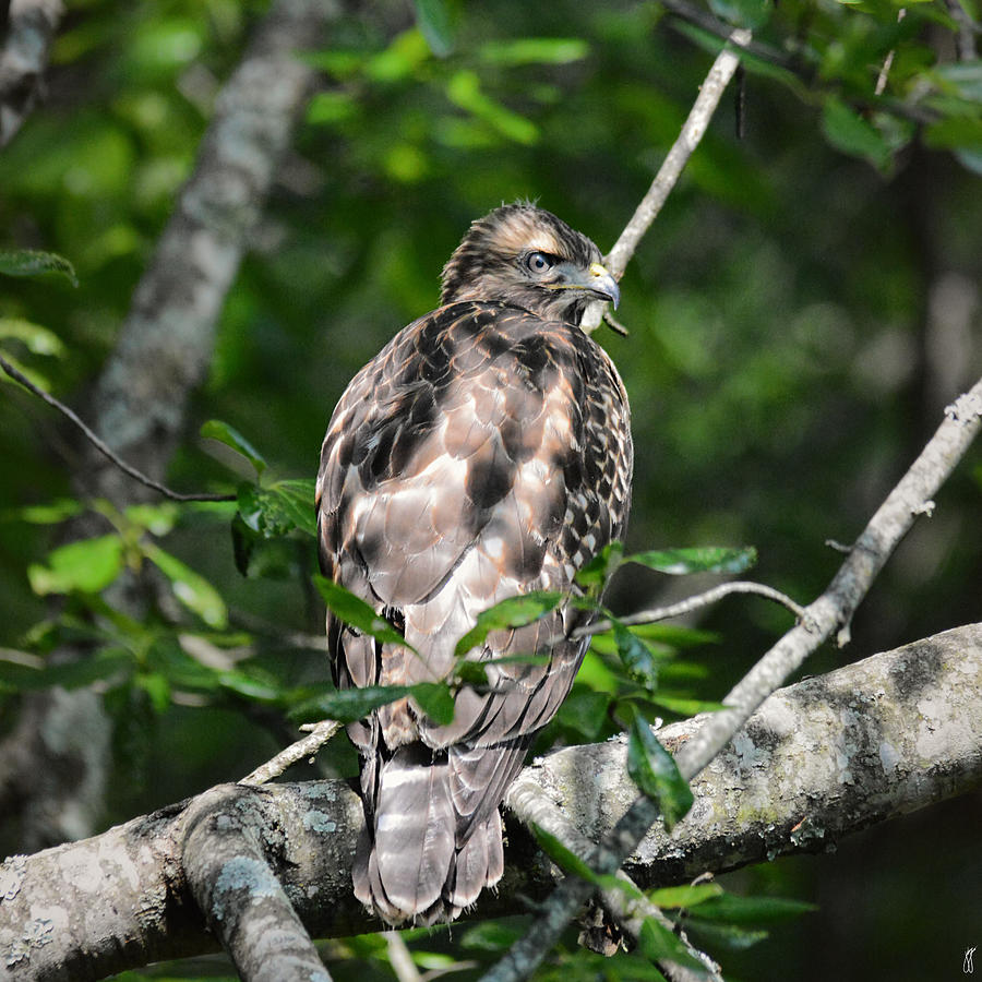 Juvenile Red Shouldered Hawk 06.13.2014 Photograph by Jai Johnson