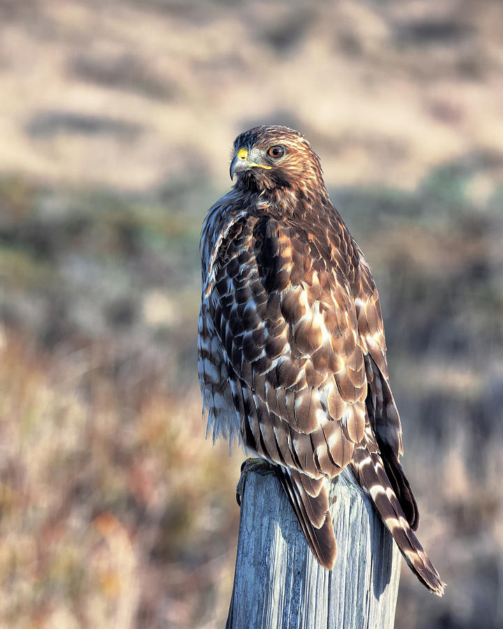 Juvenile Red-Shouldered Hawk Photograph by Kathleen Bishop