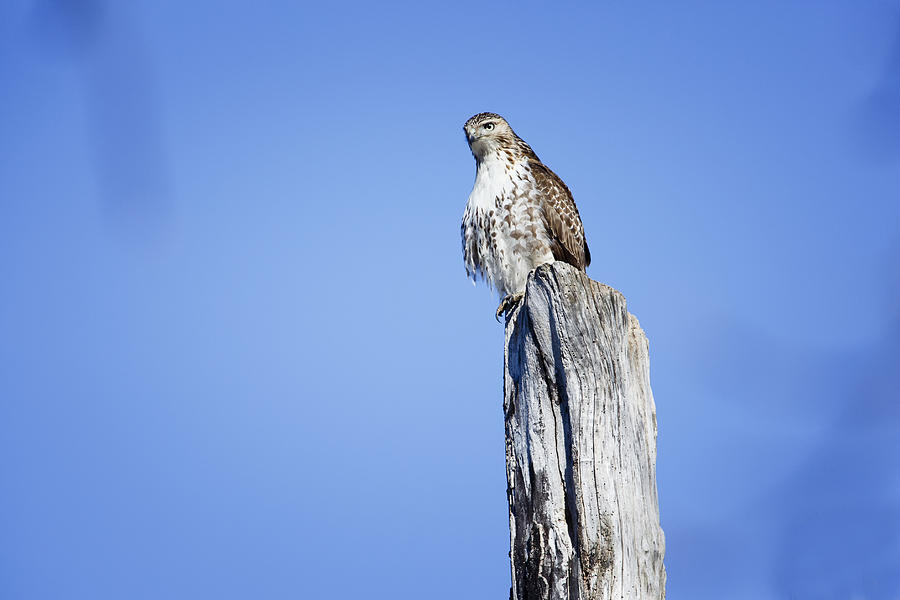 Juvenile Red-tailed Hawk Photograph by Gary Hall