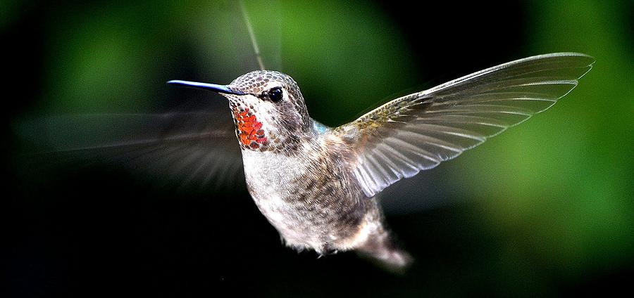 Juvenile Red Thoated Hummingbird Photograph by Jay Milo