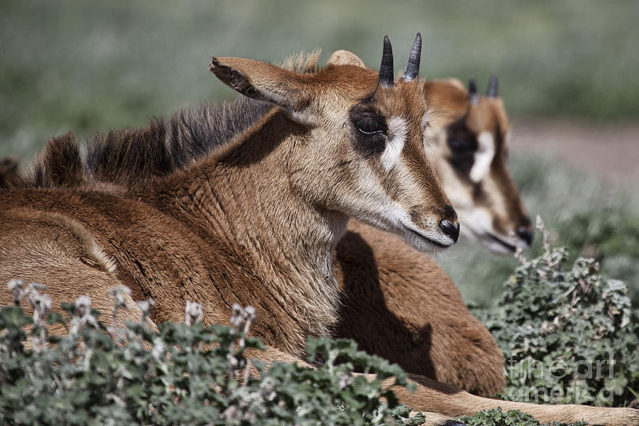 Mammal Photograph - Juvenile Sable Antelope by Douglas Barnard