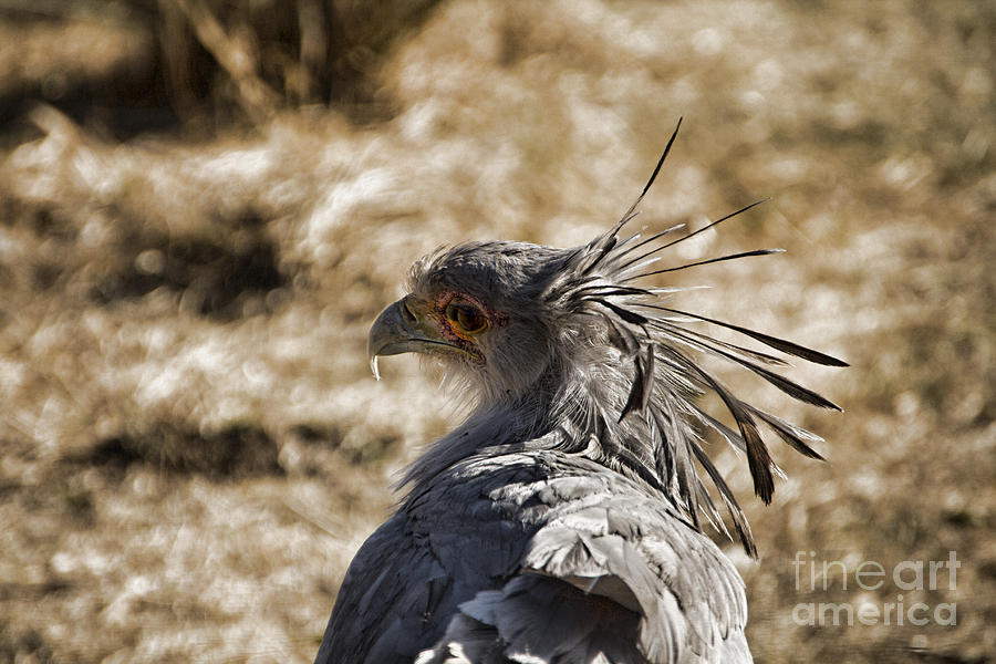 Juvenile Secretary Bird-South Africa V3 Photograph by Douglas Barnard