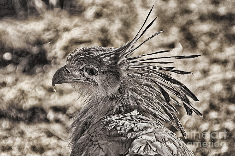 Juvenile Secretary Bird-South Africa V4 Photograph by Douglas Barnard