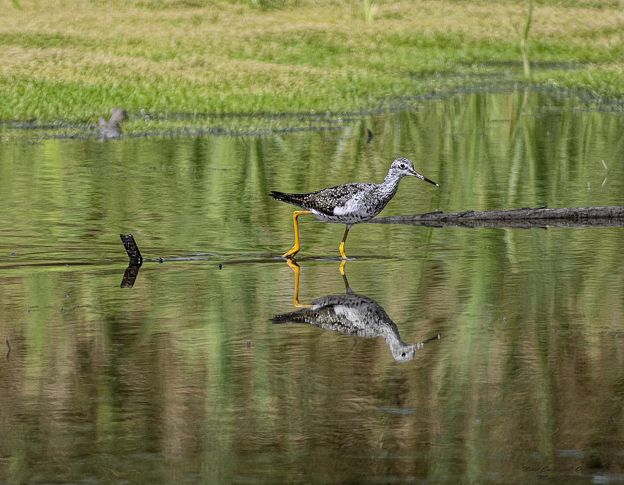 Lesser Yellowlegs Photograph by Marty Saccone
