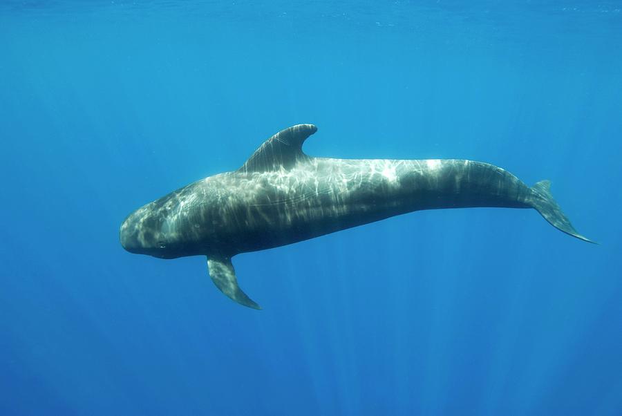 Juvenile Short-finned Pilot Whale Photograph by Christopher Swann/science Photo Library - Pixels