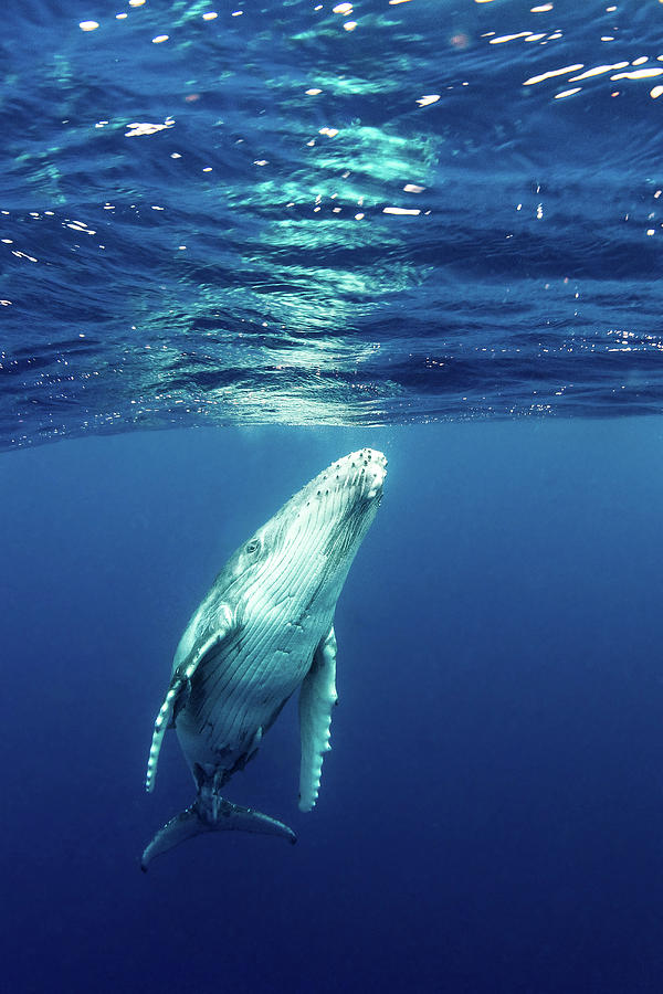 Juvenile Southern Humpback Whale Photograph by Brook Peterson