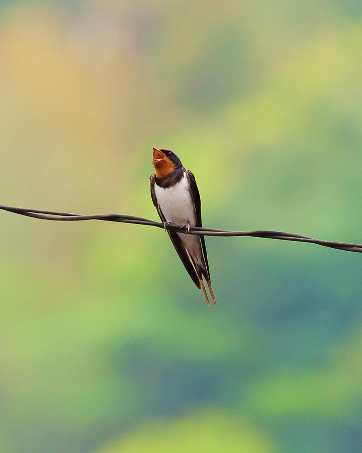 Swallow Photograph - Juvenile Swallow by Hiroyuki Uchiyama