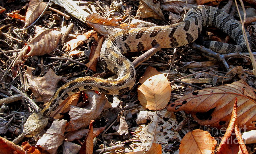 Juvenile Timber Rattlesnake Photograph