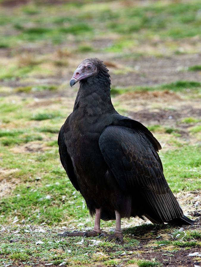 Juvenile Turkey Vulture Photograph by Steve Allen/science Photo Library