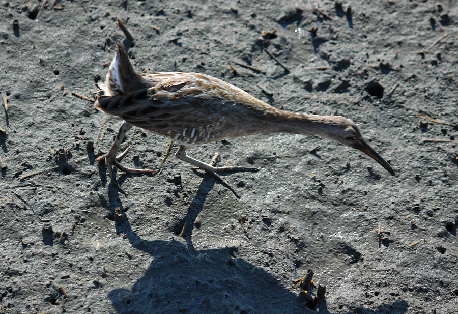 Marsh Hen II Photograph by Suzanne Gaff