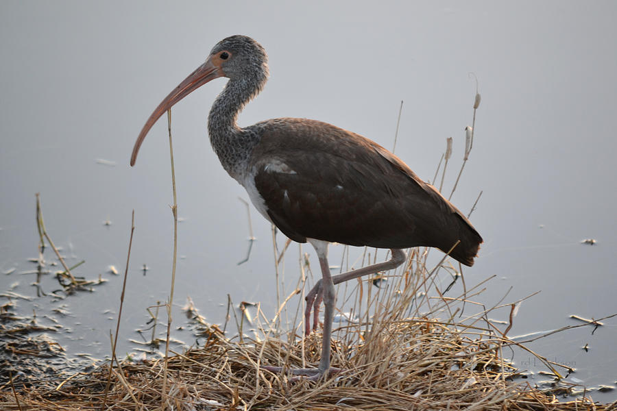 juvenile-white-ibis-pose-photograph-by-roy-erickson-fine-art-america