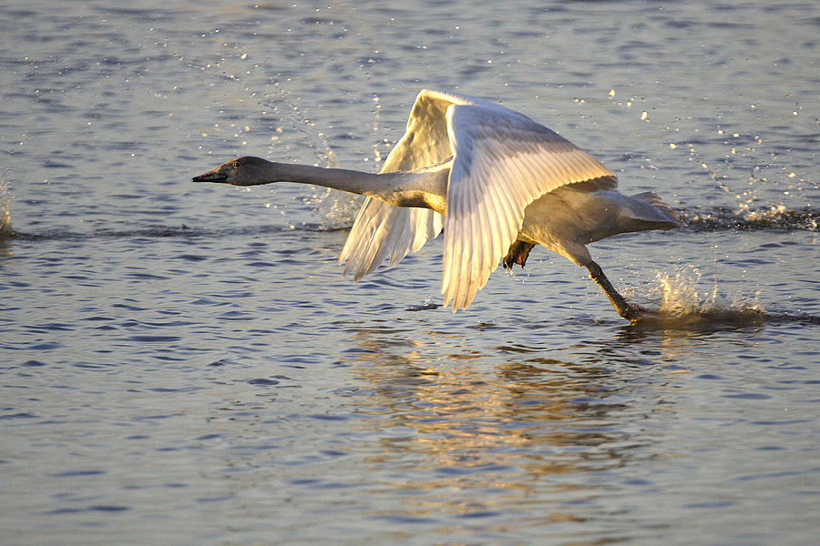 Juvenile Whooper Swan taking off Photograph by Tony Mills