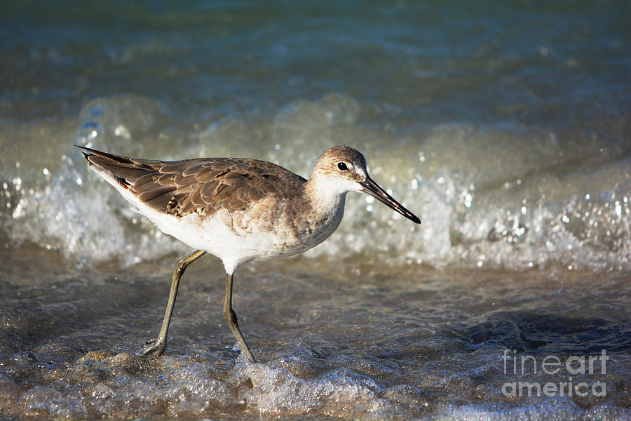 Juvenile Willet Photograph by John Greco