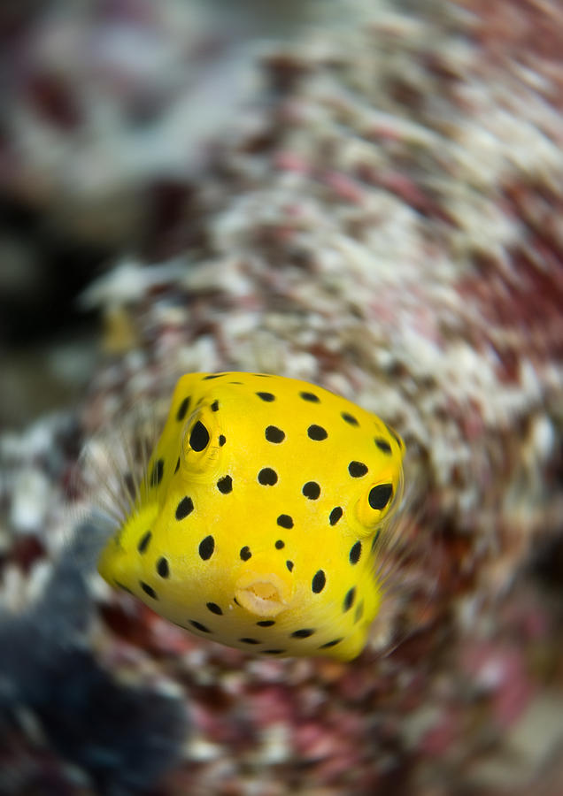 Juvenile Yellow Boxfish Photograph by Dray Van Beeck