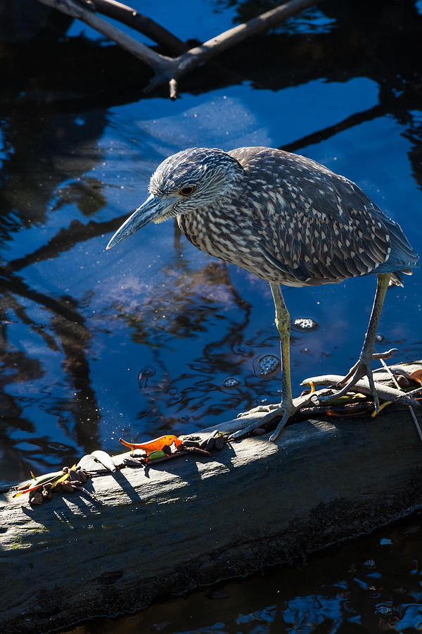Juvenile Yellow Crowned Night-Heron Photograph by Ed Gleichman
