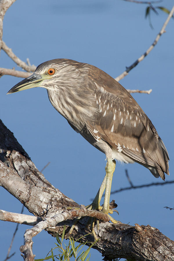 Juvenile Black Crowned Night Heron Photograph by Regina Williams - Fine ...