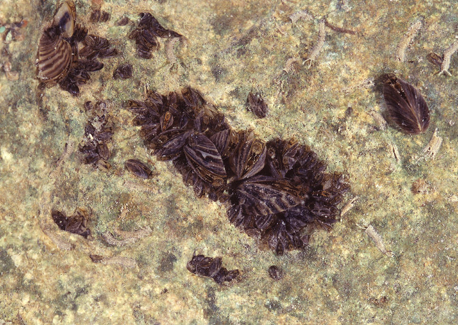 Juvenile Zebra Mussels Photograph By Newman & Flowers - Fine Art America