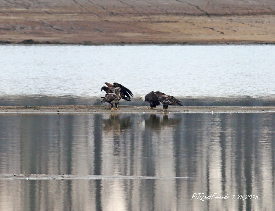 Juvi Eagles Fishing Photograph by PJQandFriends Photography