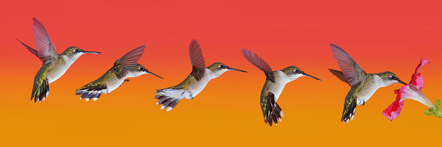 Juvi Hummingbird Sequence Photograph by Leda Robertson