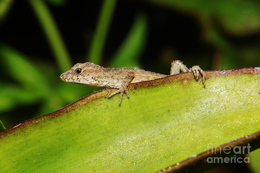 Juvie Brown Anole Photograph by Lynda awson-Youngclaus