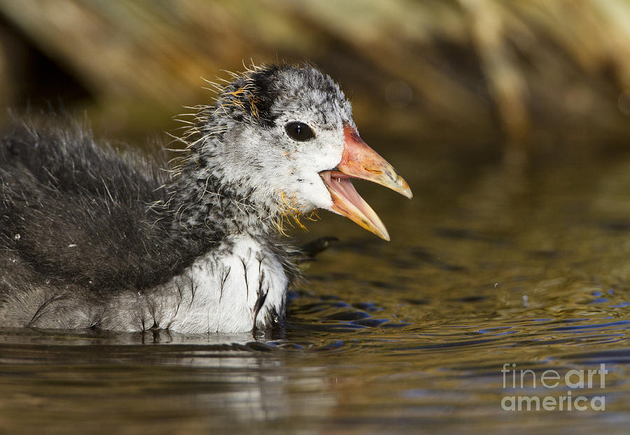 Juvie Coot Photograph by Bryan Keil