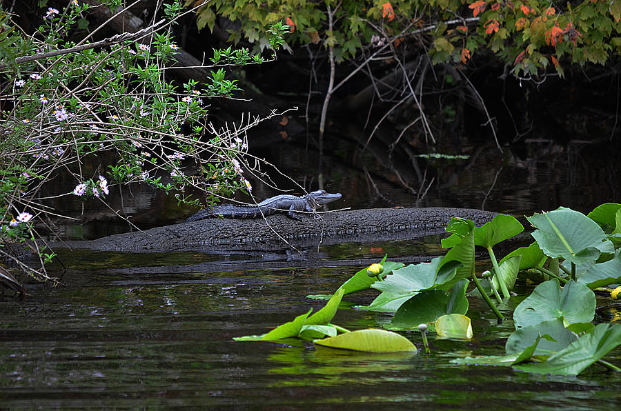 Juvie Gator Photograph by DigiArt Diaries by Vicky B Fuller