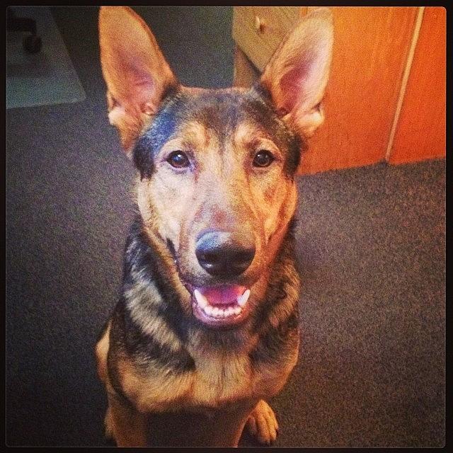 K9 Officer Jagger. #handsomeman Photograph by Abbey Crowell