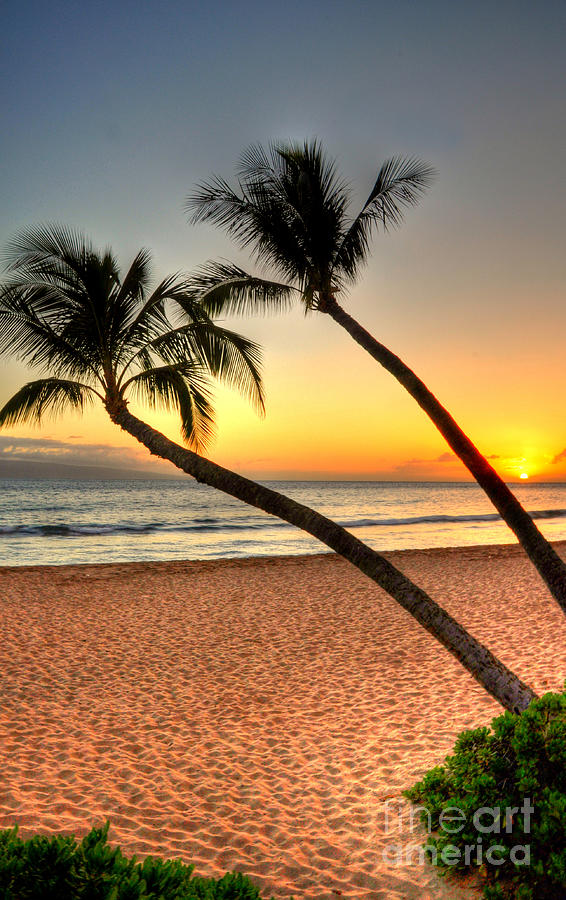 Kaanapali Palm Sunset Photograph