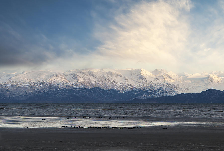Kachemak Bay in Winter with sea otters Photograph by Michele Cornelius