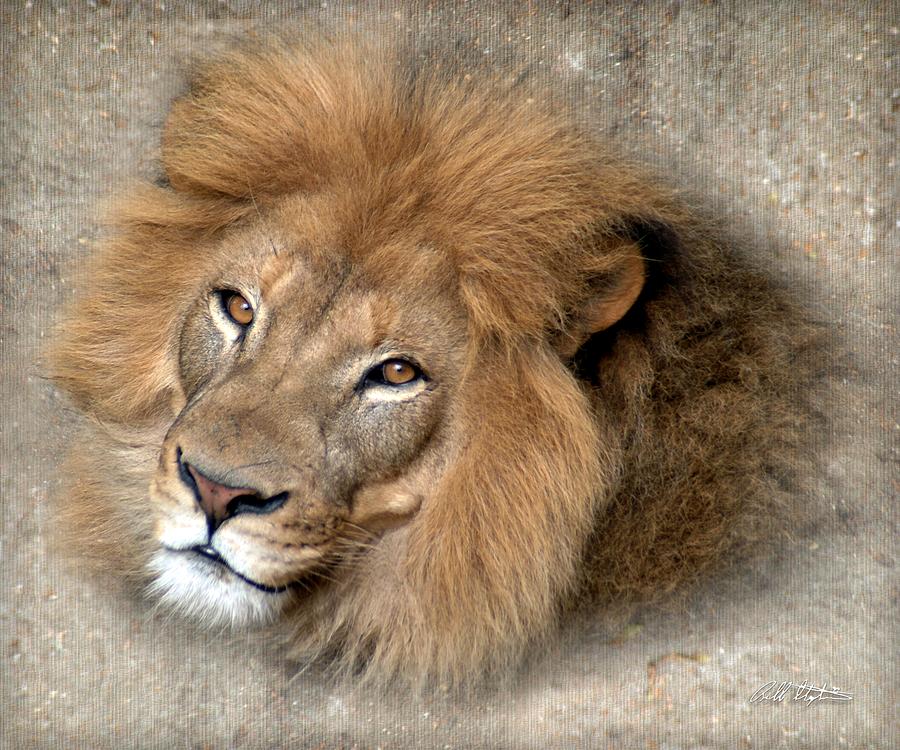 Lion Digital Art - Kadosh by Bill Stephens