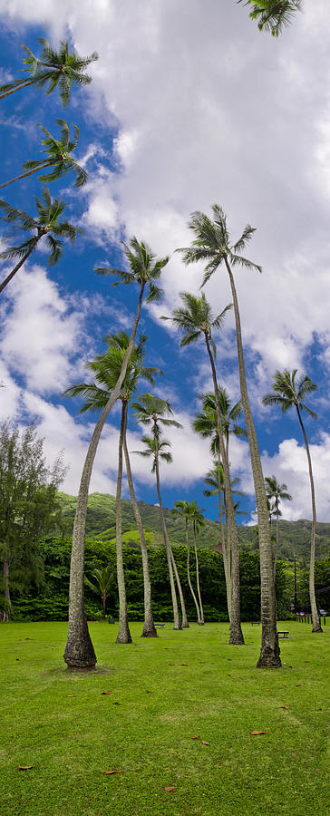 Vertical Photograph - Kahana Palms by Sean Davey