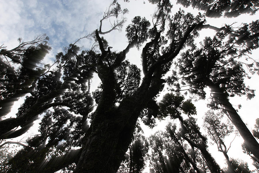 Kahikatea New Zealand Native Tree Photograph by Amanda Stadther
