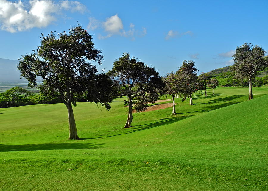 Kahili Golf Course Trees Photograph by Kirsten Giving