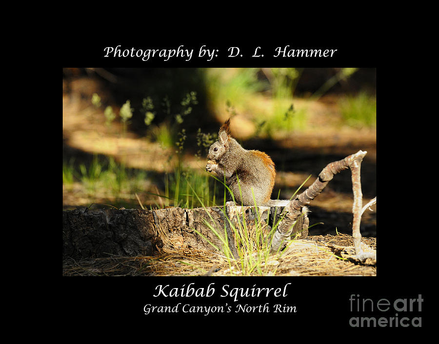 Kaibab Squirrel Photograph by Dennis Hammer