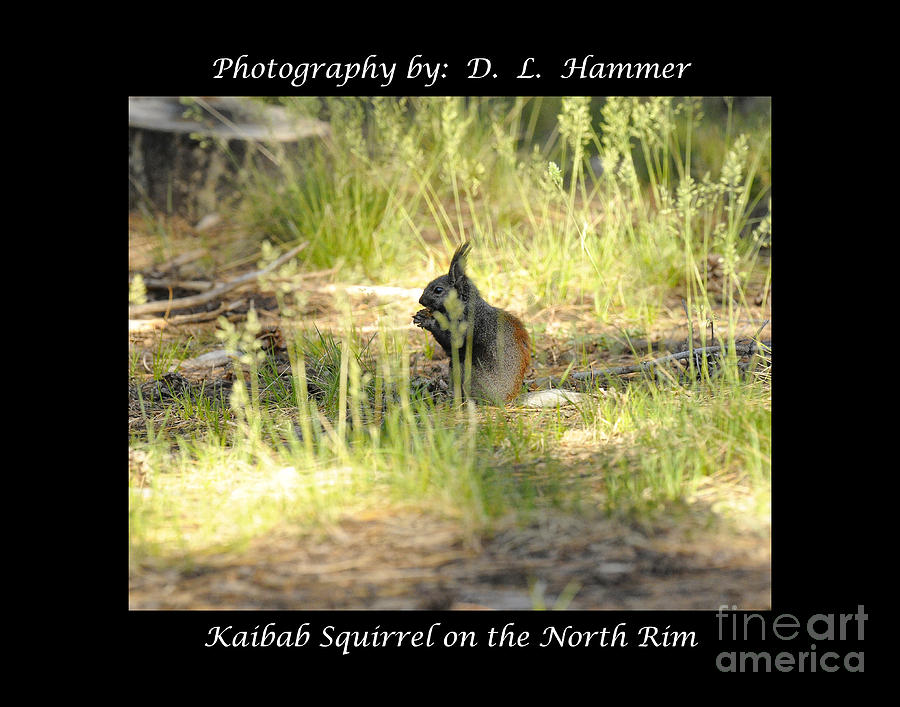 Kaibab Squirrel on the North Rim Photograph by Dennis Hammer
