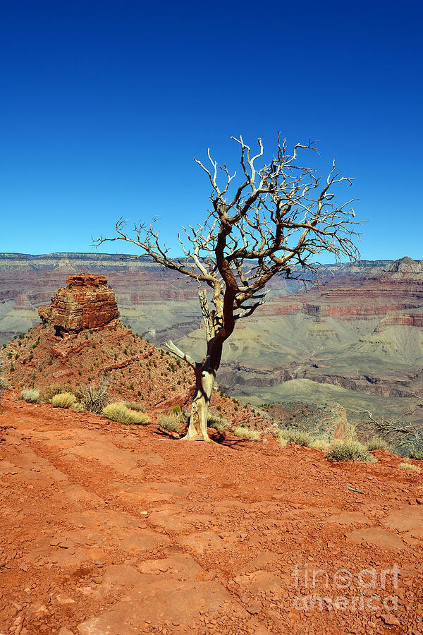 Kaibab Trail Tree and Cap Rock Formation Grand Canyon National Park Photograph by Shawn OBrien